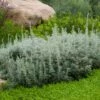 Seafoam Artemisia -High Country Gardens Sales artemisia versicolor sea foam david.winger plant select cropped
