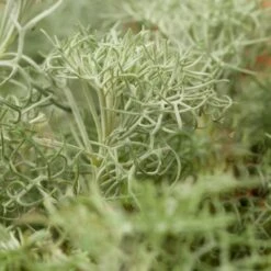 Seafoam Artemisia 9 Seafoam Artemisia -High Country Gardens Sales artemisia versicolor seafoam