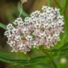 California Narrow Leaf Milkweed -High Country Gardens Sales asclepias fascicularis 1