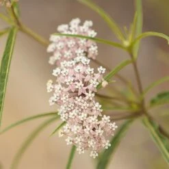 California Narrow Leaf Milkweed -High Country Gardens Sales asclepias fascicularis 2