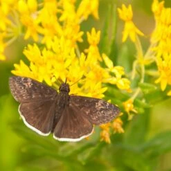Hello Yellow Butterfly Weed -High Country Gardens Sales asclepias hello yellow milkweed blooms