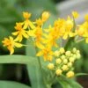 Hello Yellow Butterfly Weed -High Country Gardens Sales asclepias hello yellow milkweed