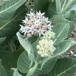 Butterfly & Bee Friendly Collection For The East & Midwest -High Country Gardens Sales asclepias speciosa davis showy pink milkweed close up flower