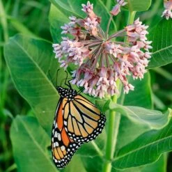 Common Milkweed -High Country Gardens Sales asclepias syriaca 1