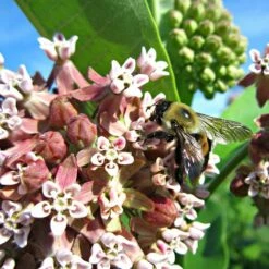 Common Milkweed -High Country Gardens Sales asclepias syriaca 2