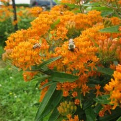 Butterfly Weed (Clay Form) -High Country Gardens Sales asclepias tuberosa butterfly weed 2 1