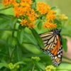 Butterfly Weed (Clay Form) -High Country Gardens Sales asclepias tuberosa monarch butterly hblbjxx