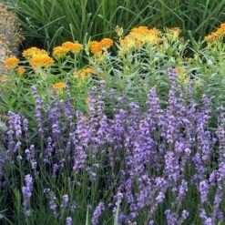 Sharon Roberts English Lavender 13 Sharon Roberts English Lavender -High Country Gardens Sales asclepias western gold mix lavandula angust sharon roberts 1