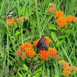 Butterfly Weed (Clay Form) -High Country Gardens Sales asclepias tuberosa butterfly weed 1