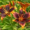 Evening Sunset Lily Bulb Collection -High Country Gardens Sales asiatic lily forever susan 1 1