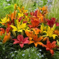 Evening Sunset Lily Bulb Collection -High Country Gardens Sales asiatic lily mix flowers garden
