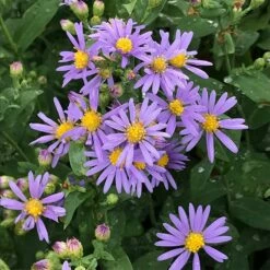 Raydon's Favorite Aromatic Aster -High Country Gardens Sales aster oblongifolius raydons favorite