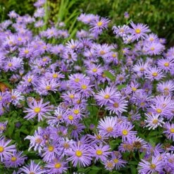 Monch Frikart's Aster -High Country Gardens Sales aster x frikartii m nch flowers garden