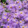 Monch Frikart's Aster -High Country Gardens Sales aster x frikartii m nch garden