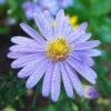 Bluebird Smooth Aster -High Country Gardens Sales aster bluebird mt cuba closeup cropped