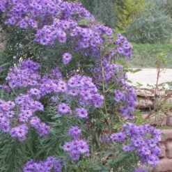 Professor Kippenberg New York Aster -High Country Gardens Sales aster novi belgii professor kippenberg web