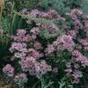Dream Of Beauty Aromatic Aster -High Country Gardens Sales aster oblongifoliu 23530 web