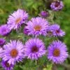 Purple Dome New England Aster -High Country Gardens Sales aster purple dome close up cropp