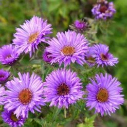 High Country Gardens Sales 11 Purple Dome New England Aster