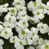 Axcent™ White Aubrieta 1 Axcent™ White Aubrieta -High Country Gardens Sales aubrieta axcent white 1