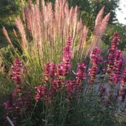 Ava Agastache -High Country Gardens Sales ava agastache w muhly pink flamingo