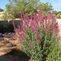 Ava Agastache -High Country Gardens Sales ava agastache wall