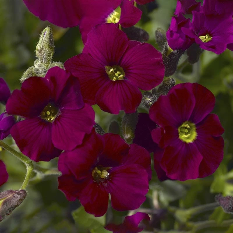 Axcent™ Burgundy Aubrieta 3 Axcent™ Burgundy Aubrieta
