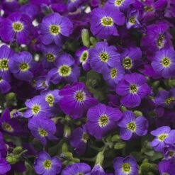 High Country Gardens Sales 34 Axcent™ Deep Purple Aubrieta