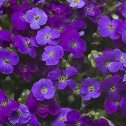 High Country Gardens Sales -High Country Gardens Sales axcent deep purple rock cress 2