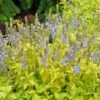 Aztec Gold Veronica -High Country Gardens Sales aztec gold veronica 1 2