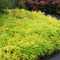 Aztec Gold Veronica 7 Aztec Gold Veronica -High Country Gardens Sales aztec gold veronica 2