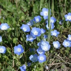 Alternative Lawn Wildflower Seed Mix -High Country Gardens Sales baby blue eyes 1