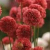 Ballerina Red Armeria 1 Ballerina Red Armeria -High Country Gardens Sales ballerina red armeria 1