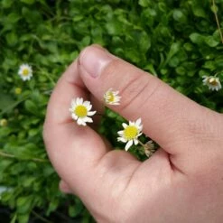 Miniature Mat Daisy (Bellium) -High Country Gardens Sales bellium minutum miniature