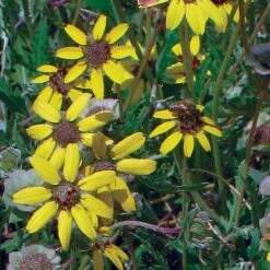Mora County Chocolate Flower Mix (Berlandiera) -High Country Gardens Sales berlandiera chocolate flower 25391 2