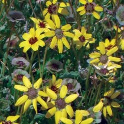 Mora County Chocolate Flower Mix (Berlandiera) -High Country Gardens Sales berlandiera chocolate flower 25391 1