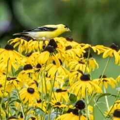 Goldsturm Black Eyed Susan -High Country Gardens Sales bird rudbeckia goldsturm web 2