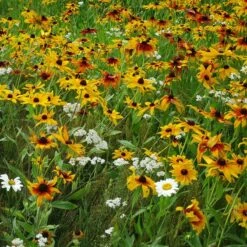 Dry Area Wildflower Seed Mix 10 Dry Area Wildflower Seed Mix -High Country Gardens Sales black eyed susan gloriosa daisy yarrow