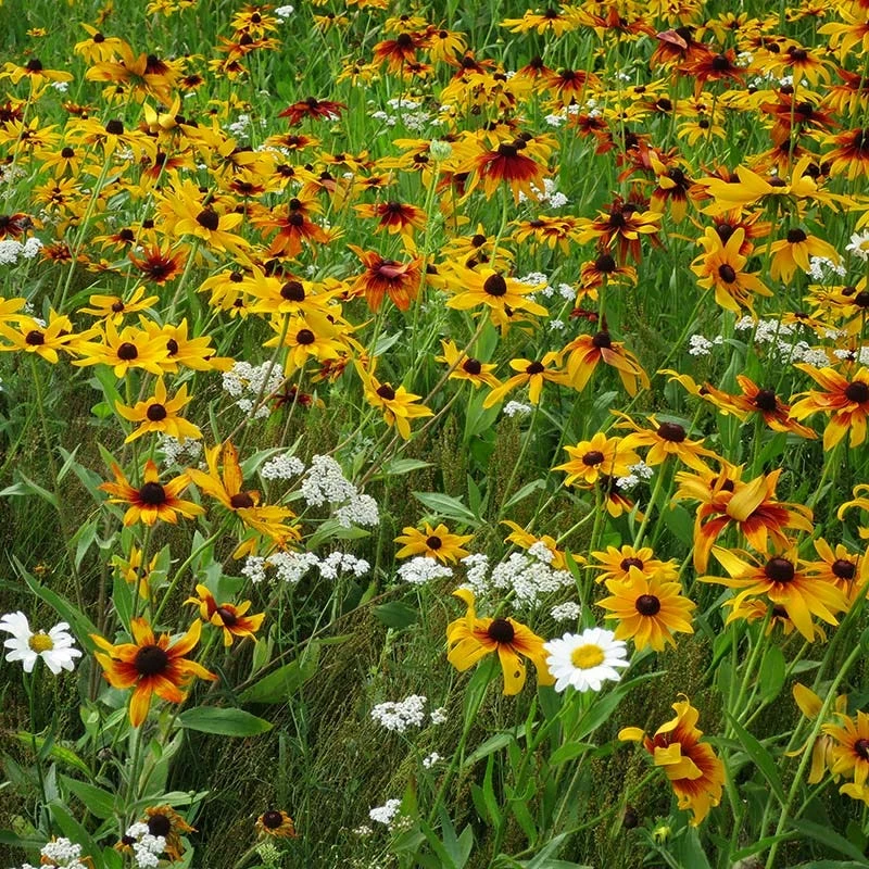 Dry Area Wildflower Seed Mix 6 Dry Area Wildflower Seed Mix - Image 4