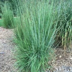 Blaze Little Bluestem Grass -High Country Gardens Sales blaze little bluestem credit hoffmannursery