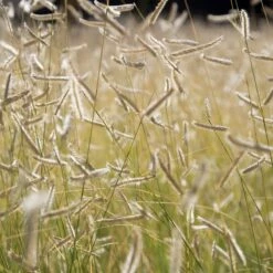 Blonde Ambition Blue Grama Grass -High Country Gardens Sales blonde ambition grass mann zinfandel 7519a