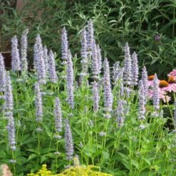 Summer Dreams Pre-Planned Garden -High Country Gardens Sales blue fortune agastache