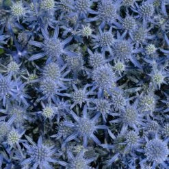 Blue Glitter Sea Holly (Eryngium) 10 Blue Glitter Sea Holly (Eryngium) -High Country Gardens Sales blue glitter sea holly 2