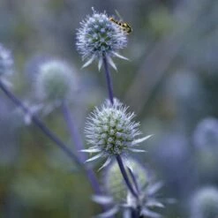 Blue Glitter Sea Holly (Eryngium) 9 Blue Glitter Sea Holly (Eryngium) -High Country Gardens Sales blue glitter sea holly