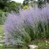 Blue Spires Russian Sage -High Country Gardens Sales blue spire russian sage 1