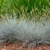 Blue Whiskers Fescue Grass -High Country Gardens Sales blue whiskers fescue grass 1