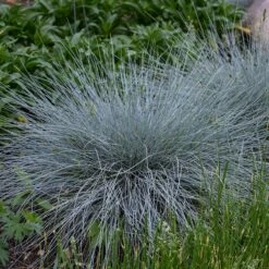 Blue Whiskers Fescue Grass -High Country Gardens Sales blue whiskers fescue grass 3
