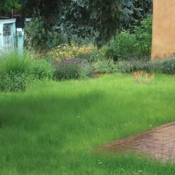 Hachita Blue Grama Grass Plugs -High Country Gardens Sales blue grama buffalo grass