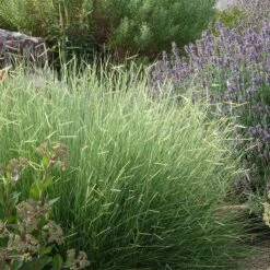 Blonde Ambition Blue Grama Grass -High Country Gardens Sales bouteloua blonde ambition english lavender sedums