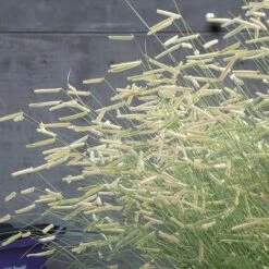 Blonde Ambition Blue Grama Grass -High Country Gardens Sales bouteloua blonde ambition2 2